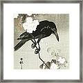 Crow With Cherry Blossom Framed Print
