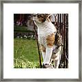Cuddly Cat Scratches On A Twig In The Orchard. Framed Print