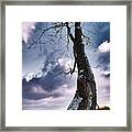 The Solo Curb Tree On The River Framed Print