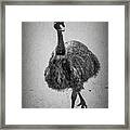 Curious Emu Framed Print