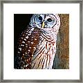 Curious In Florida Framed Print