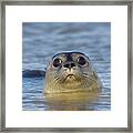 Curious Seal Framed Print