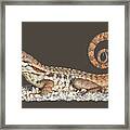 Curlytail Lizard Clear Framed Print