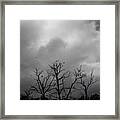 Currawongs 2 Framed Print