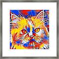 Cute Colorful Persian Cat In Blue, Red And Yellow Framed Print