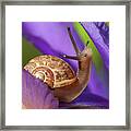 Cute Garden Snail On Purple Flower Framed Print