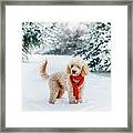 Cute  Little Dog With Red Scarf In The Snow Framed Print