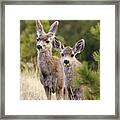 Cute Mule Deer Herd Framed Print