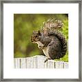 Cute Squirrel Framed Print