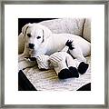 Cute White Labrador Puppy In His Bed Framed Print