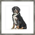 Cutest, Bernese Mountain Dog Framed Print