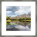Cypress Reflections After The Rain Framed Print