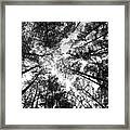 Cypress Trees At Heron's Pond Framed Print