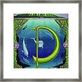 D Is For Dolphin Framed Print