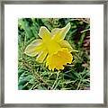 Daffodil And Rosemary Framed Print