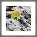 Daffodil In Winter Framed Print