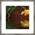 Daffodil Reflection Framed Print