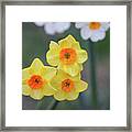 Daffodil Trio Framed Print