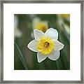 Daffodil_5995 Framed Print