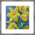 Daffodils - Colorful Spring Flowers Framed Print