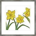 Daffodils Framed Print