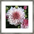 Dahlia Burst New Framed Print