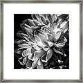 Dahlia, Dramatic Monochrome Framed Print