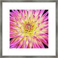 Dahlia Karma Sangria Flower Framed Print