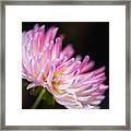 Dahlia Petal Shades Framed Print