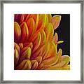 Dahlia - Red, Yellow, Umber, Maroon Framed Print