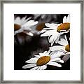 Daisies Framed Print