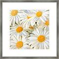 Daisies In A Square Framed Print