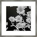 Daisies In Infrared Framed Print