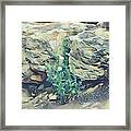 Daisies In The Boulders Framed Print