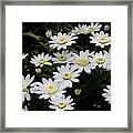 Daisies Framed Print