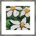 Daisy Gardenias In Bloom Framed Print