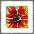Daisy The Sunflower Framed Print