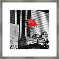 Dallas Red Flying Pegasus Atop The Magnolia Building - Selective Color Framed Print