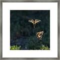 Dance Of The Swallowtails 3 Framed Print