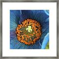 Dancing Anthers Framed Print