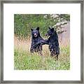 Dancing Bears Framed Print