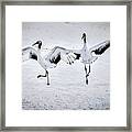 Dancing Cranes - Japan Framed Print