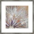 Dandelion 3 Framed Print