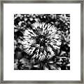 Dandelion In Black And White Framed Print