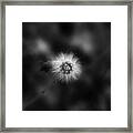 Dandelion In Monochrome/artwork Framed Print