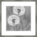 Dandelion Puffs Black And White Framed Print