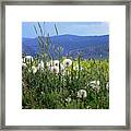 Dandelions And Mountains Framed Print