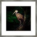 Dark Forest Limpkin Framed Print