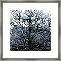Dark Frosty Tree Framed Print