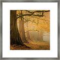 Dawn Redwoods In The Mist Framed Print